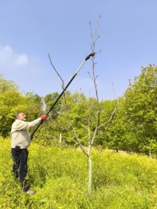 بدء عملية تقليم أشجار الجوز- مزرعة QM1- 